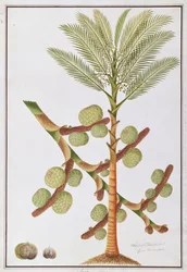 Sago, from Drawings of Plants from Malacca, c.1805-18